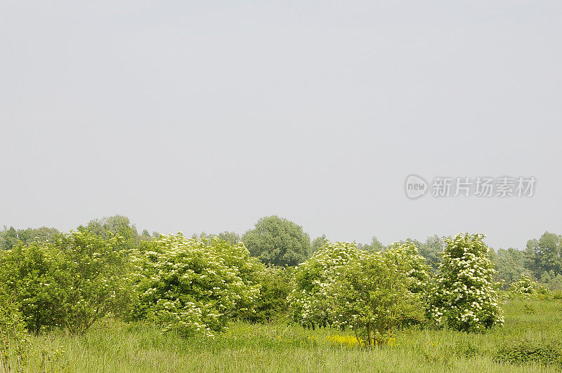 普通接骨木(Sambucus nigra)开花的景观